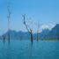 Arbres émergés et reliefs calcaires du lac Cheow Lan à Khao Sok